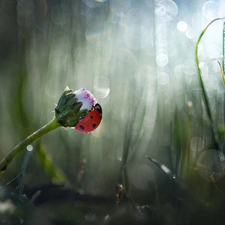 daisy, ladybird, rapprochement, blurry background, grass, Colourfull Flowers