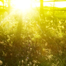 rays, Meadow, Flowers, sun