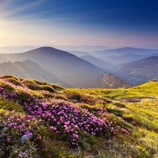 rays, Mountains, Flowers, sun