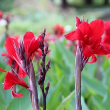 Red, Flowers