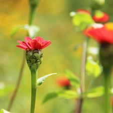 Red, flowers