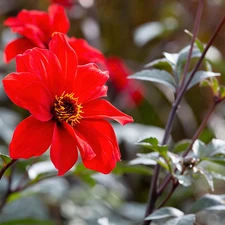 Red, dahlias, Buds, Flowers