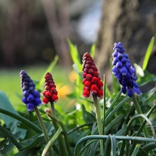 Flowers, Muscari, Red