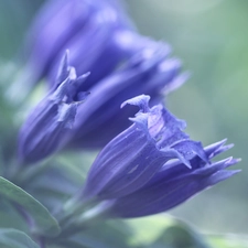 Flowers, Blue, ringtones