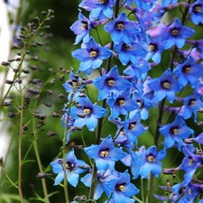 Blue, Flowers, Delphinium, ringtones