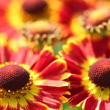 Flowers, Helenium