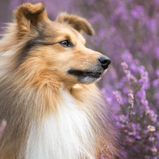 dog, muzzle, Flowers, shetland Sheepdog