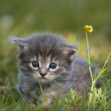 grass, Flowers, small, cat, Gray