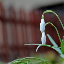 snowdrops, Flowers