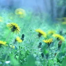 Common Dandelion, Yellow, Flowers, sow-thistle