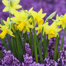 Flowers, Daffodils, Spring