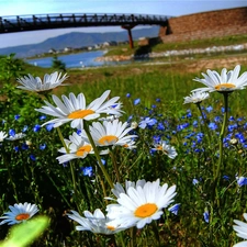 Spring, River, Flowers, bridge