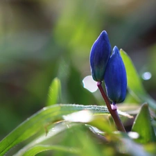 Flowers, Spring, Buds, Blue, Siberian squill