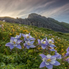 Flowers, Wildflowers, Spring