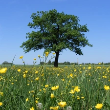 Flowers, summer, Meadow, trees, landscape