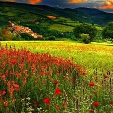 Flowers, summer, Meadow, color, Mountains