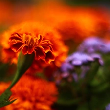 Tagetes, Orange, Flowers, Turki