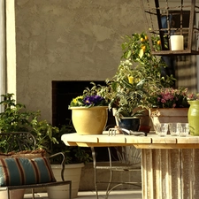 Flowers, interior, terrace
