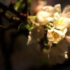 apple-tree, White, Flowers