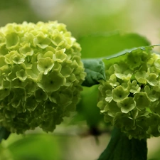 Viburnum, White, Flowers, Bush