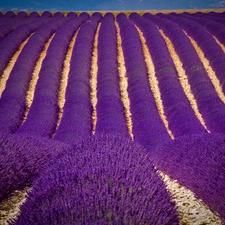 Field, Narrow-Leaf Lavender