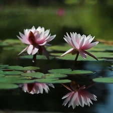 Flowers, lilies, water