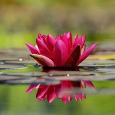 Water lilies, Red, Flowers