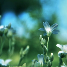 White, Flowers