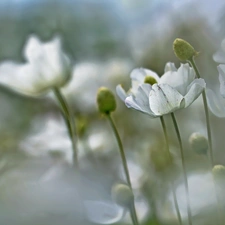 Flowers, Anemones, White
