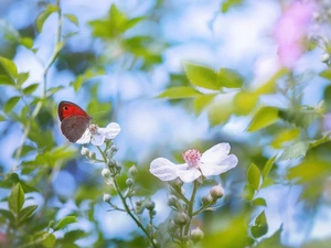 Gatekeeper, blurry background, Flowers, butterfly, White