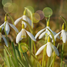 White, snowdrops, Bokeh, Flowers