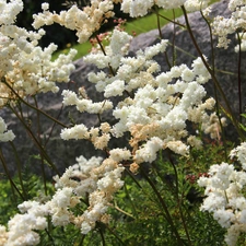 Flowers, Bush, White