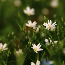 Flowers, Cerastium, White