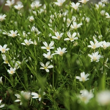 Flowers, Cerastium, White