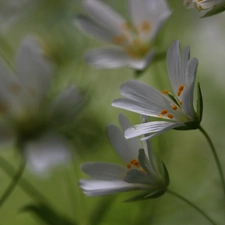 Flowers, Cerastium, White