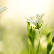 Flowers, Cerastium, White