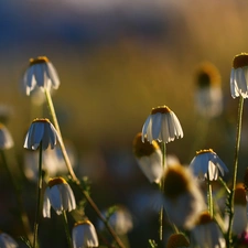 Flowers, chamomile, White