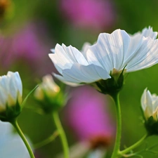 Flowers, Cosmos, White