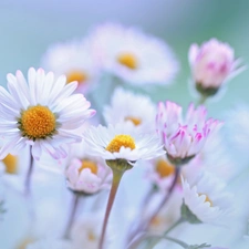 Flowers, daisies, White