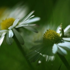 Flowers, daisies, White