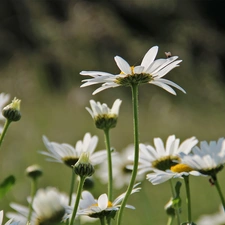 Flowers, daisy, White