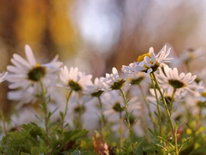 Flowers, daisy, White