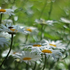 Flowers, Daisy, White