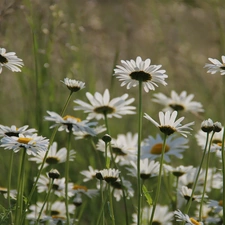 Flowers, daisy, White