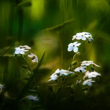 Flowers, Forget, White