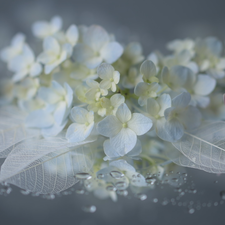 Colourfull Flowers, White, leaves, hydrangea