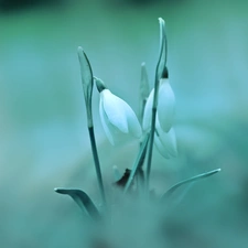 Flowers, snowdrops, White