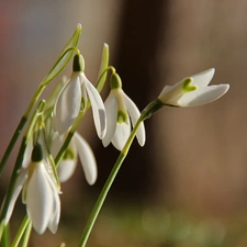 Flowers, snowdrops, White