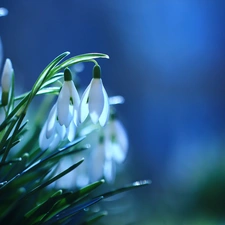 Flowers, snowdrops, White