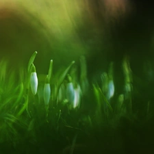 Flowers, snowdrops, White